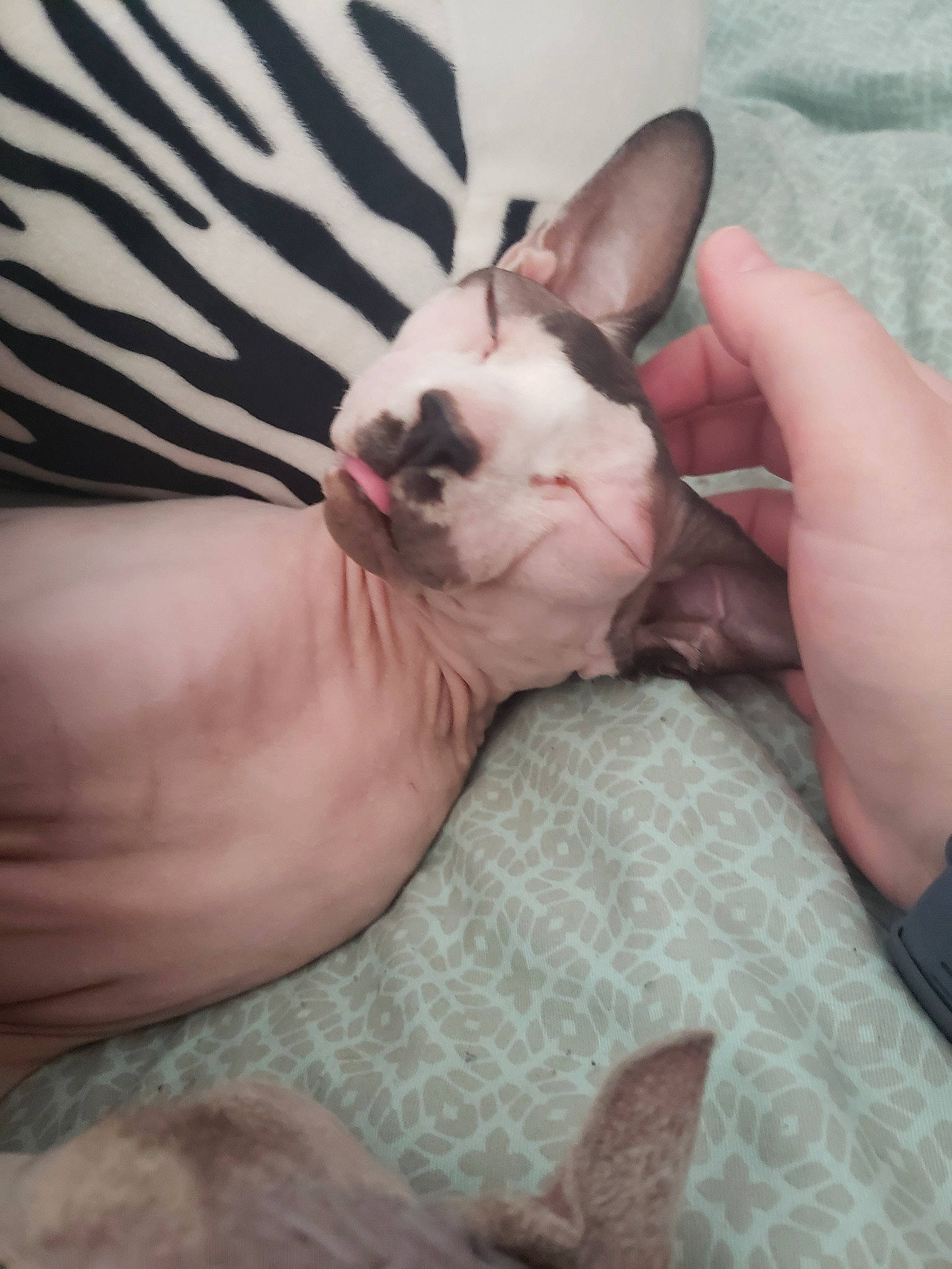 Penelope joined the competition — help win amazing prizes! carnivore, cat, cornish_rex, donskoy, ear, fawn, felidae, kitten, mammal, peterbald, rex_cat, small_to_medium_sized_cats, snout, sphynx, vertebrate, whiskers