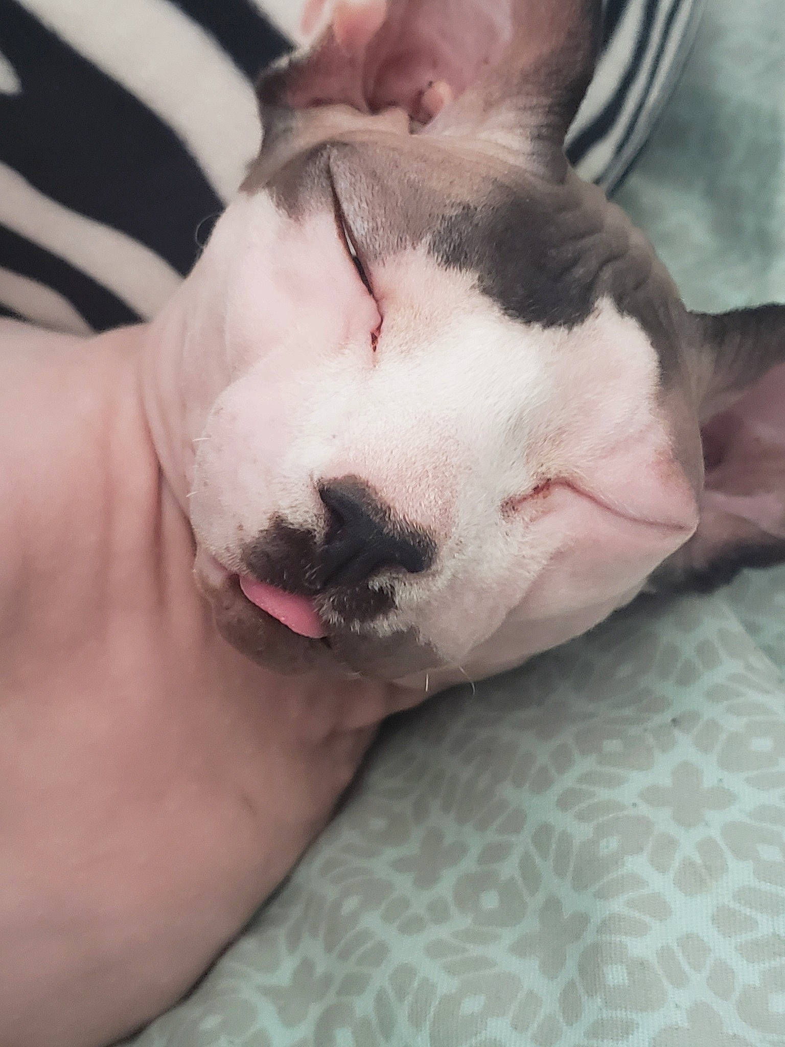 Penelope joined the competition — help win amazing prizes! boston_terrier, canidae, carnivore, cat, dog, dog_breed, fawn, felidae, french_bulldog, mammal, mouth, nap, non_sporting_group, nose, puppy, skin, sleep, snout, sphynx, whiskers