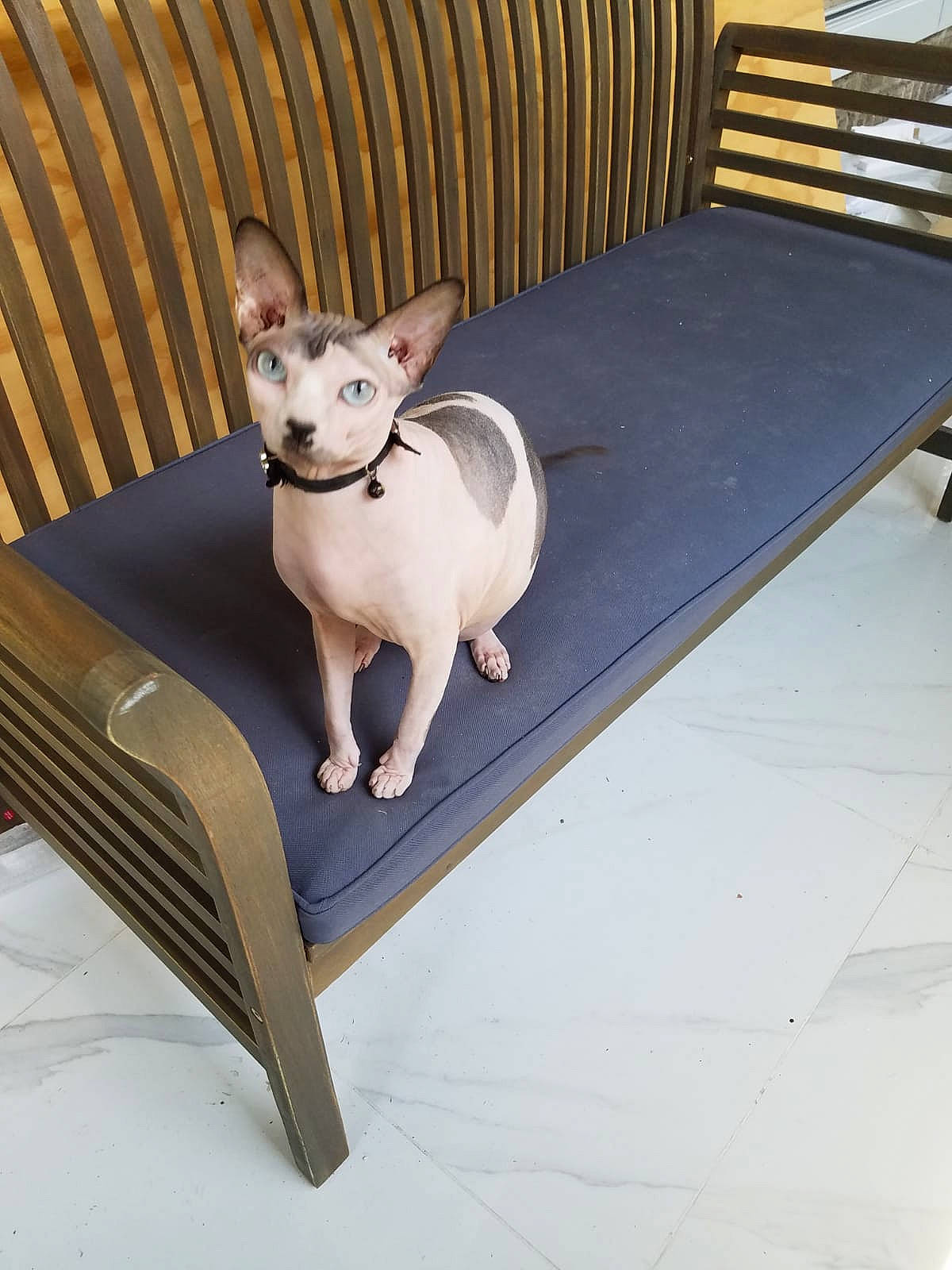 Penelope is registered to the contest to win money with this photo: american_hairless_terrier, canidae, carnivore, chihuahua, companion_dog, dog, dog_bed, dog_breed, fawn, furniture, table, toy_dog