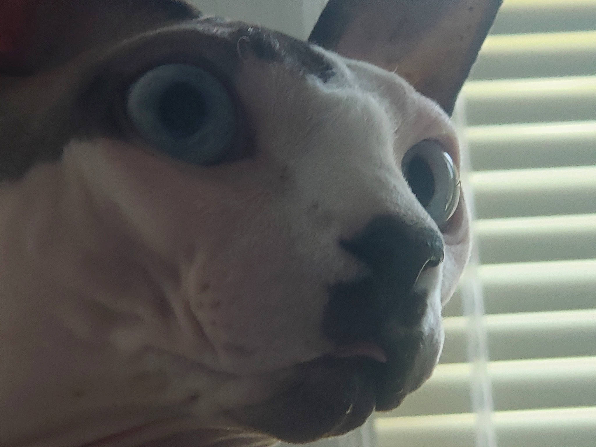 Penelope is registered to the contest to win money with this photo: carnivore, cat, close_up, ear, eye, fawn, felidae, head, nose, peterbald, small_to_medium_sized_cats, snout, sphynx, whiskers