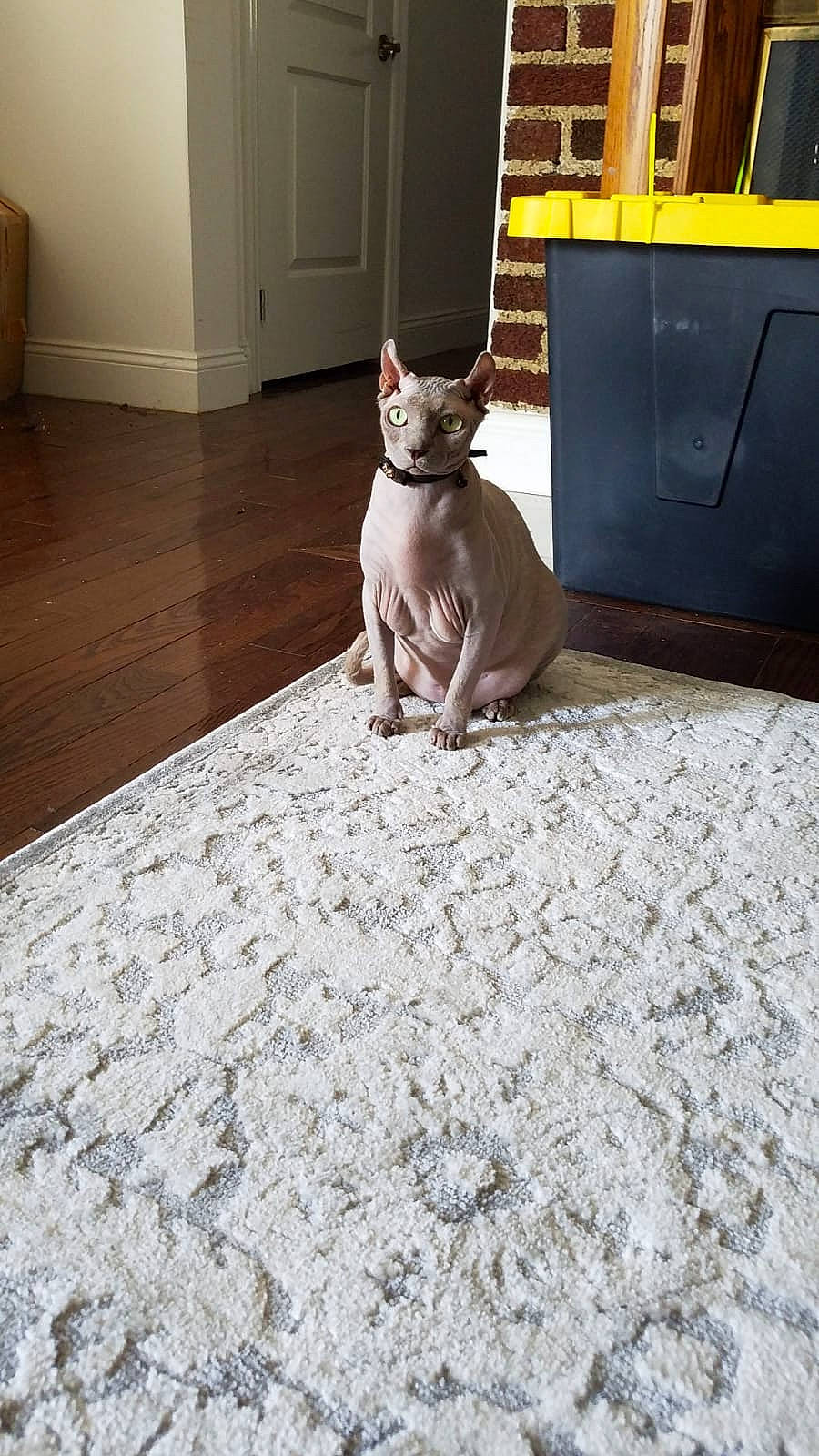 Persephone joined the competition — help win amazing prizes! asian, carnivore, cat, cornish_rex, devon_rex, donskoy, fawn, felidae, floor, flooring, mammal, paw, peterbald, small_to_medium_sized_cats, sphynx, tail, vertebrate, whiskers