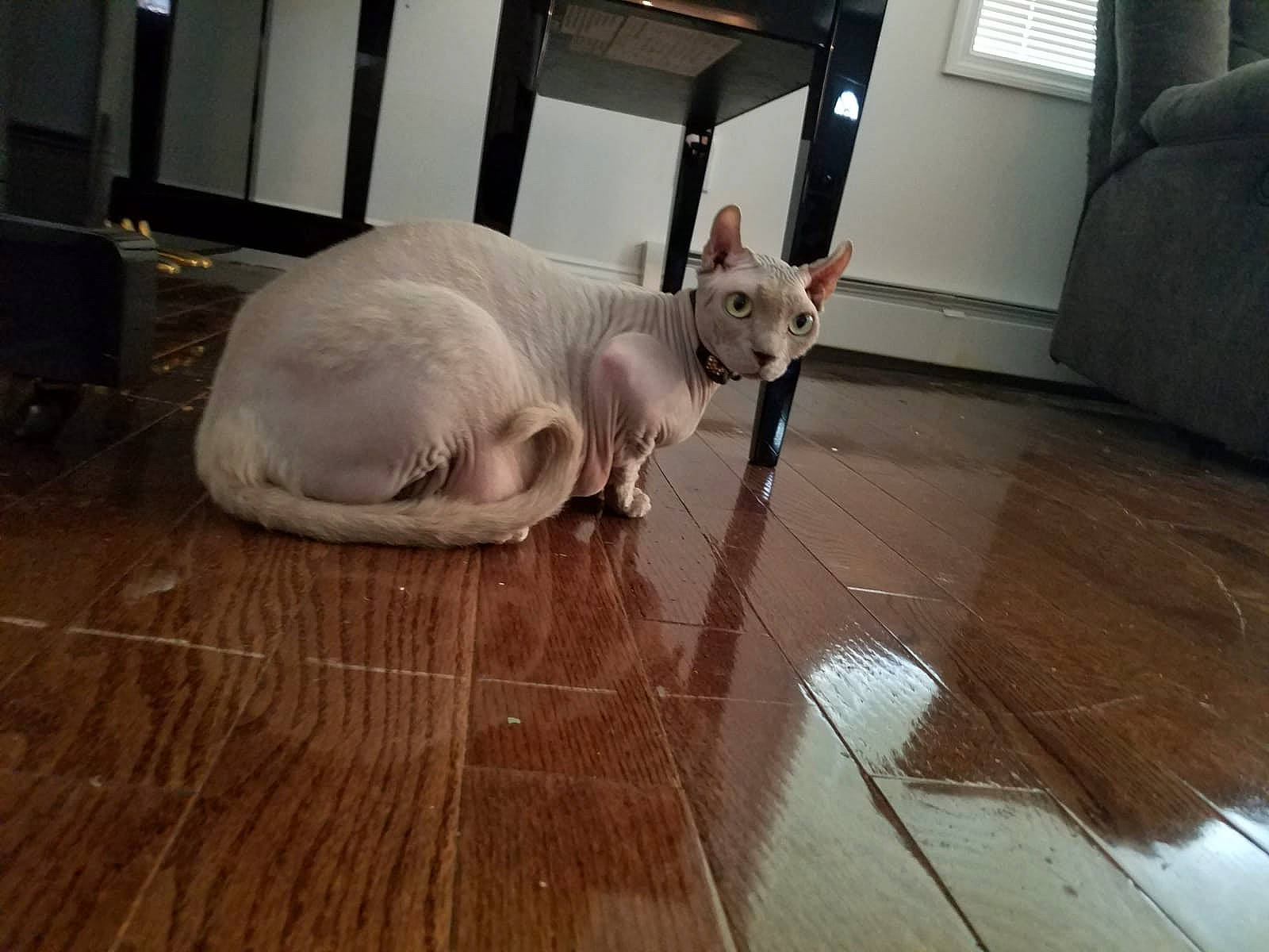 Persephone is registered to the contest to win money with this photo: carnivore, cat, daylighting, fawn, felidae, floor, flooring, fur, hardwood, laminate_flooring, small_to_medium_sized_cats, snout, terrestrial_animal, tile, tile_flooring, vertebrate, whiskers, wood, wood_flooring, wood_stain