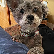 Zuzu joined the competition — help win amazing prizes! dog, pet, indoor, furniture, wood_floor, carpet, collar, paw, ears, cute, animal, small_dog, looking, curious, brown, fur, closeup, expression, house, companion