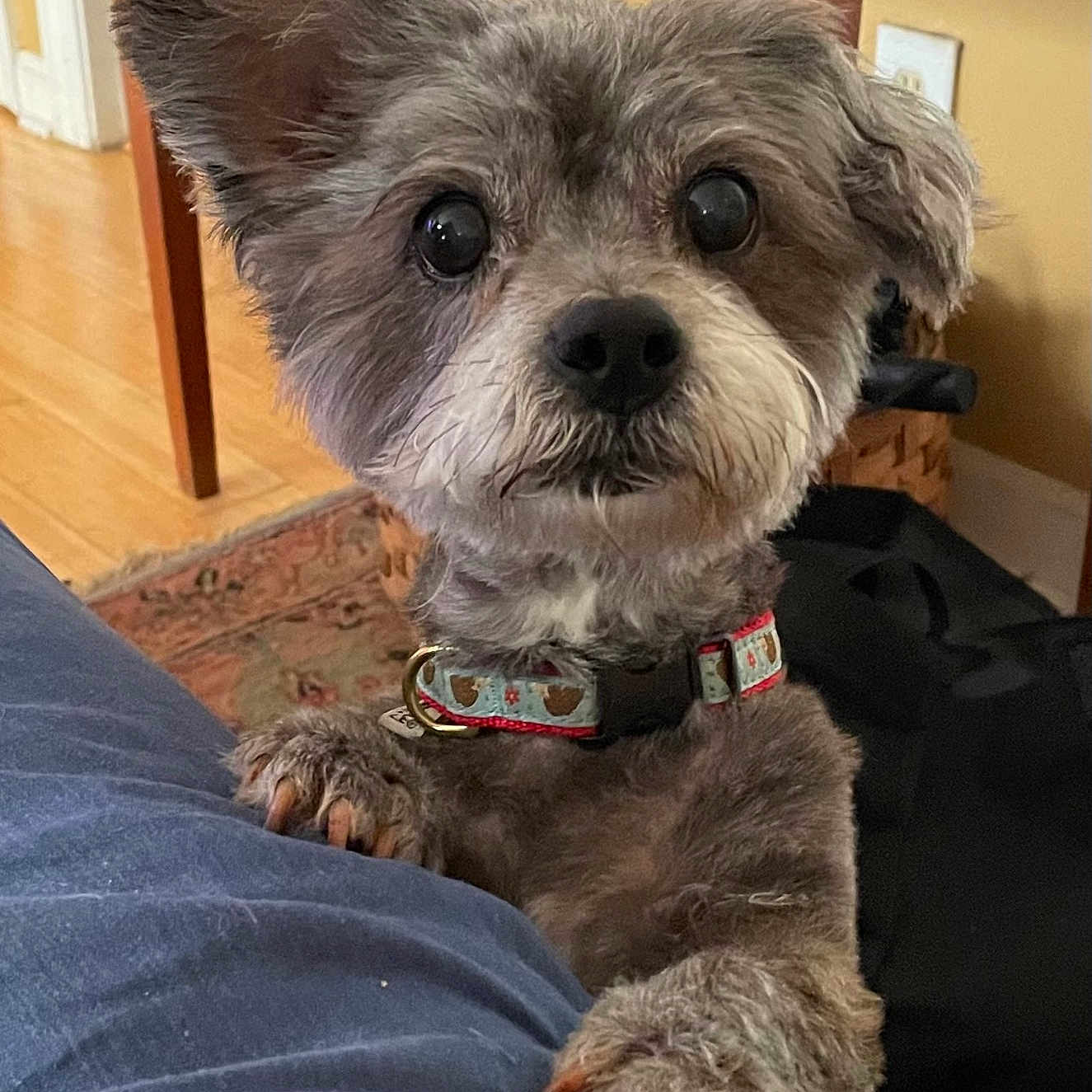 Zuzu