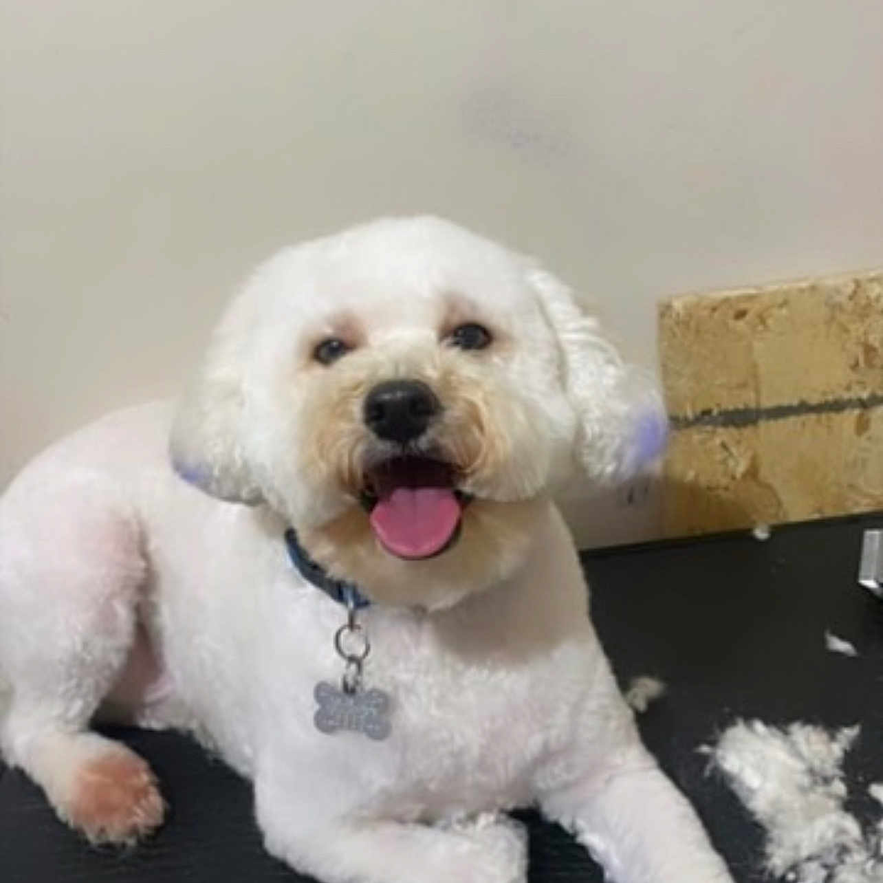 Takéo is registered to the contest to win money with this photo: animal, black_surface, canine, collar, companion, cute, dog, fresh_haircut, fur, fur_clumps, groomed, happy, indoor, lying_down, paw, pet, smiling, tag, tongue_out, white_dog