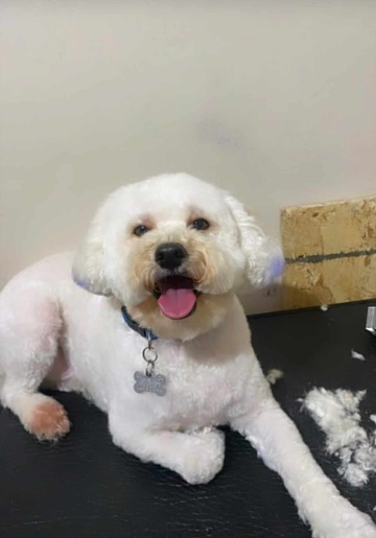 Takéo is registered to the contest to win money with this photo: dog, white_dog, pet, groomed, fur, tongue_out, collar, tag, indoor, happy, cute, animal, paw, lying_down, black_surface, fur_clumps, fresh_haircut, canine, smiling, companion