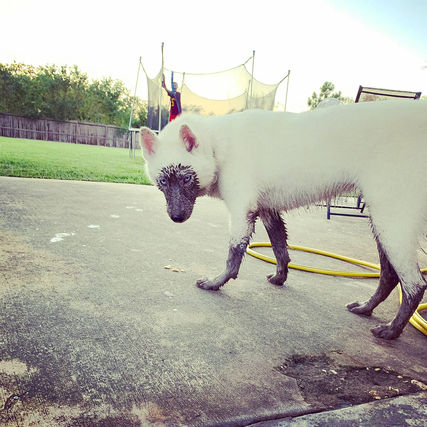 Ella Grace joined the competition — help win amazing prizes! canidae, carnivore, cat, cloud, dog, fawn, french_bulldog, meteorological_phenomenon, non_sporting_group, nose, sky, square, summer, tail