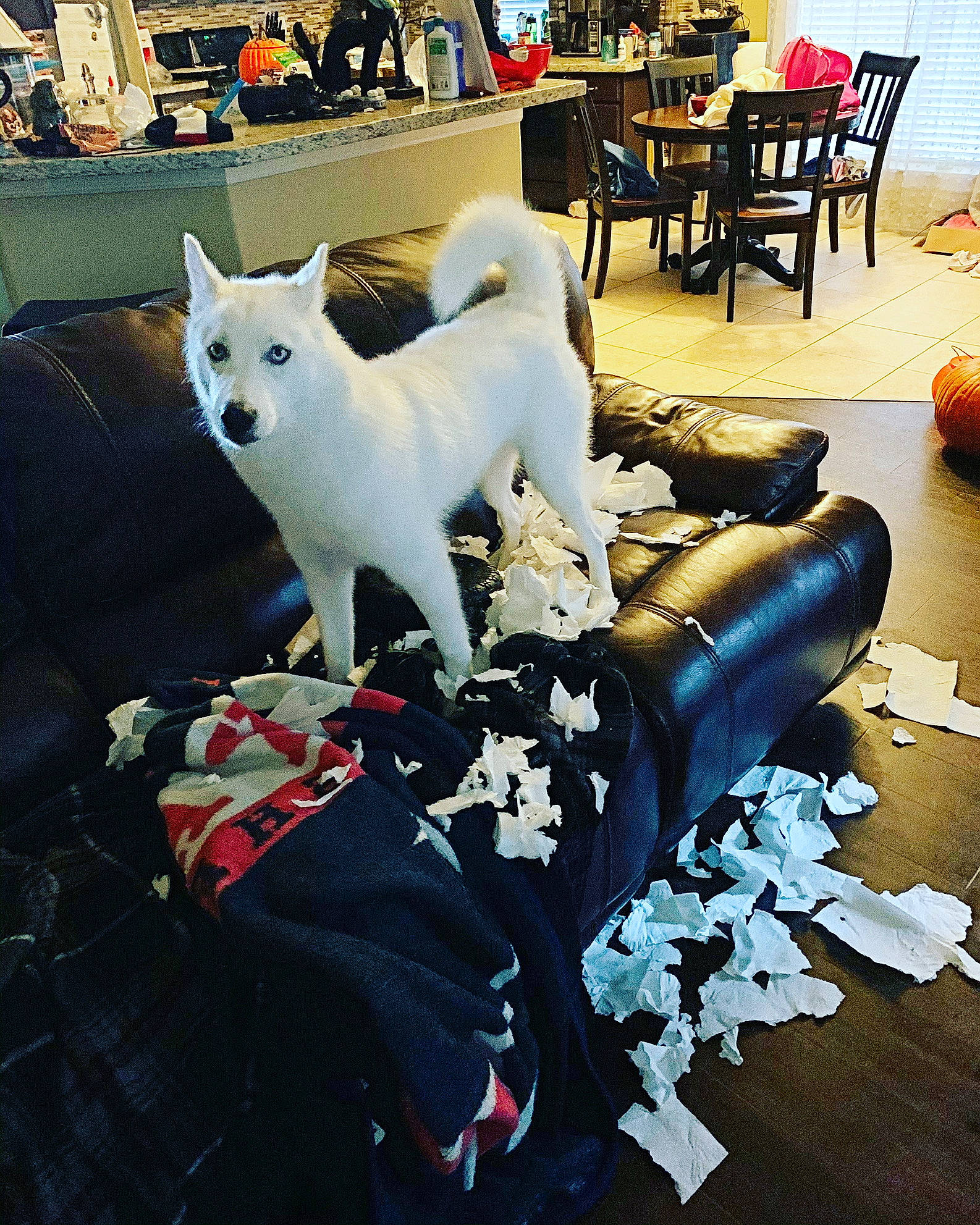 Ella Grace is registered to the contest to win money with this photo: akita, akita_inu, berger_blanc_suisse, canidae, carnivore, companion_dog, dog, dog_breed, kishu, korean_jindo_dog, non_sporting_group, shiba_inu, spitz, tail, white_shepherd