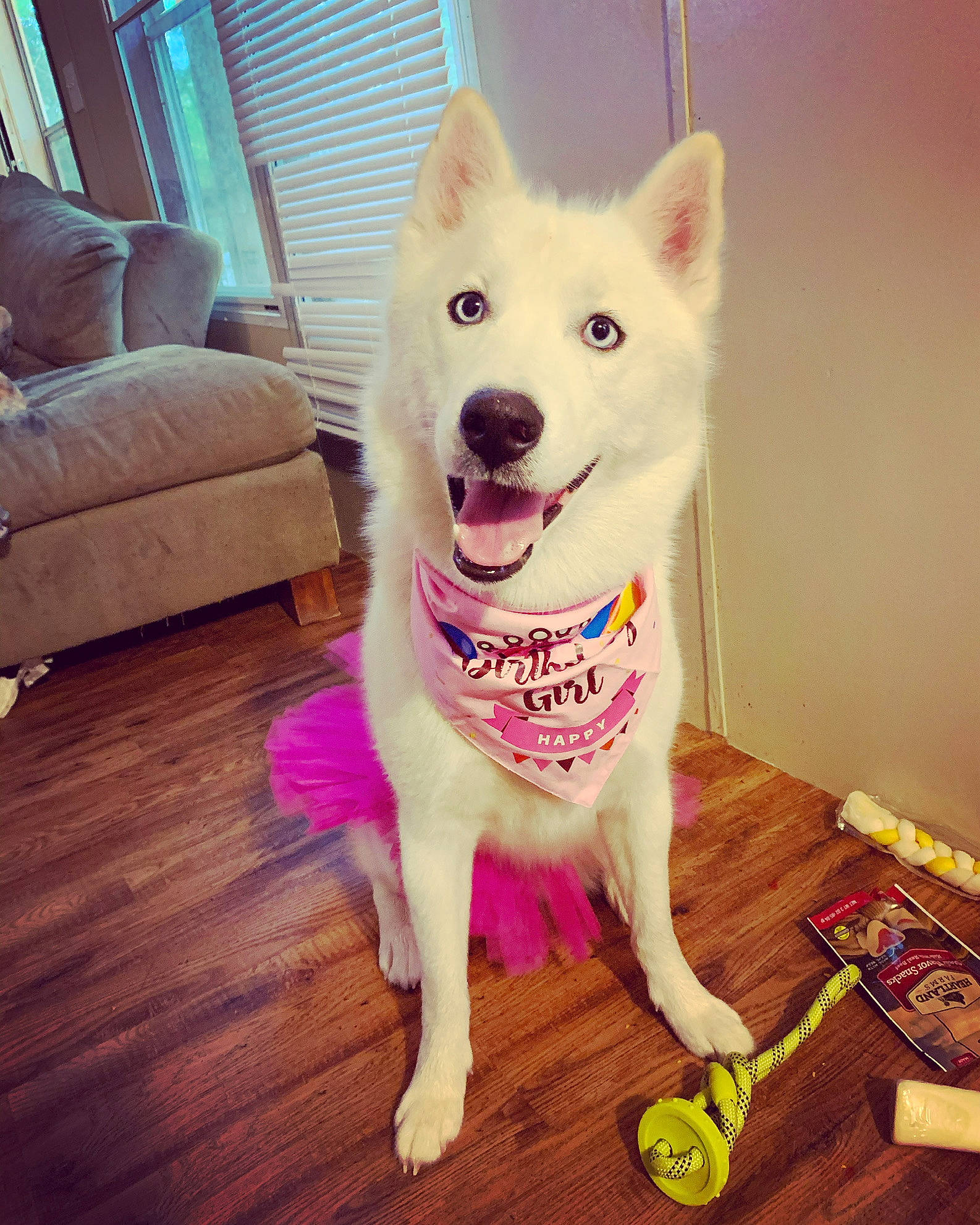 Ella Grace joined the competition — help win amazing prizes! canidae, carnivore, dog, dog_breed, korean_jindo_dog, mammal, non_sporting_group, puppy, rare_breed_dog, siberian_husky, tail, tamaskan_dog, vertebrate