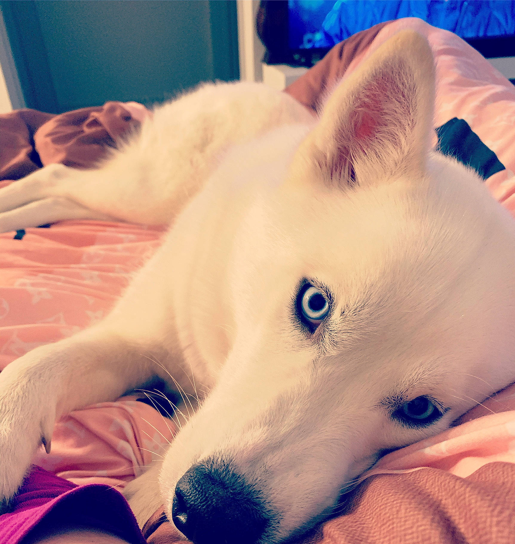 Ella Grace joined the competition — help win amazing prizes! berger_blanc_suisse, canidae, carnivore, cloud, companion_dog, dog, dog_breed, ear, fur, head, japanese_spitz, mammal, meteorological_phenomenon, non_sporting_group, nose, puppy, samoyed, skin, sky, white_shepherd