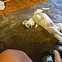 dog, small_dog, white_dog, lying_down, rug, chew_bone, wooden_floor, indoor, person, knee, footwear, slippers, checkered, pet, collar, cozy, home, floor, toy, relaxing