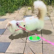 Mighty Munchkin is registered to the contest to win money with this photo: cat, white_cat, fluffy, long_hair, pet, harness, leash, outdoor, patio, paving_stones, garden, greenery, sunlight, shadow, walking, standing, animal, collar, colorful, vertical_photo