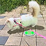 cat, white_cat, fluffy, long_hair, pet, harness, leash, outdoor, patio, paving_stones, garden, greenery, sunlight, shadow, walking, standing, animal, collar, colorful, vertical_photo