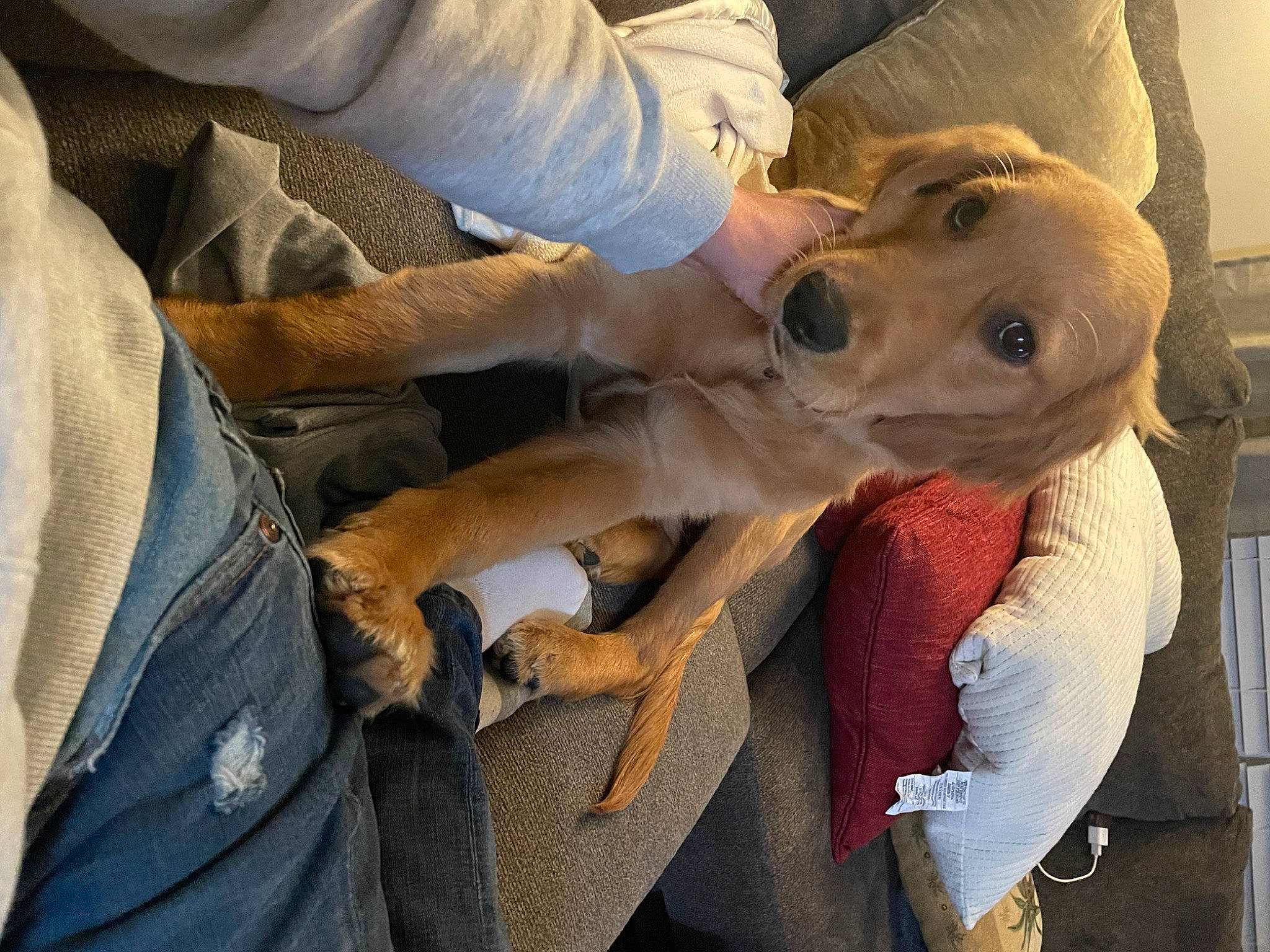 Sampson joined the competition — help win amazing prizes! canidae, carnivore, collar, comfort, companion_dog, dog, dog_breed, fawn, fur, guard_dog, non_sporting_group, snout, sporting_group, working_animal