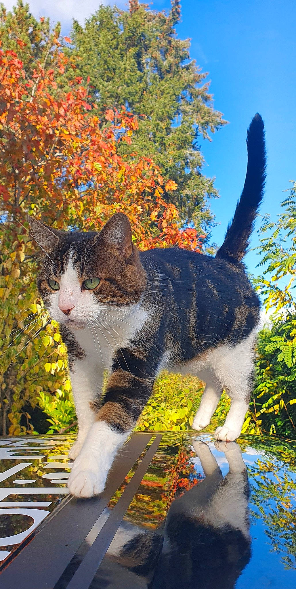 Ernest a rejoint le concours — aidez-le/la à gagner de superbes lots ! autumn, carnivore, cat, domestic_short_haired_cat, electric_blue, felidae, fur, garden, grass, paw, plant, sky, small_to_medium_sized_cats, snout, sunlight, tail, tree, twig, whiskers, wildlife