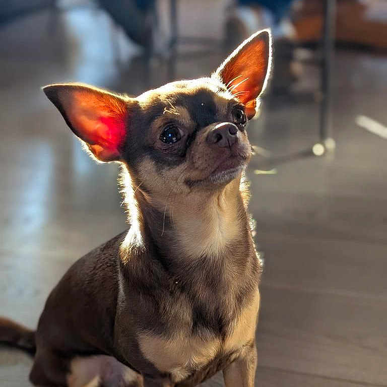 Riko a rejoint le concours — aidez-le/la à gagner de superbes lots ! animal, attentive, blurred_background, brown_fur, chihuahua, companion, cute, dog, domestic, ears, furniture, indoor, legs, pet, portrait, shadow, sitting, small_dog, sunlight, wooden_floor