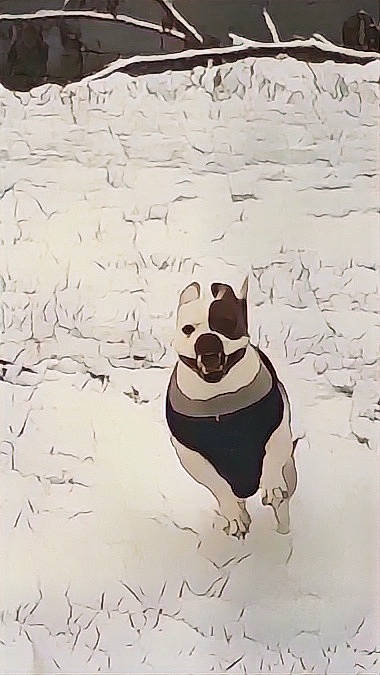 Dreamer is registered to the contest to win money with this photo: art, ball, carnivore, companion_dog, dog, dog_breed, drawing, fin, flightless_bird, font, graphics, illustration, painting, panda, pug, tail, terrestrial_animal, toy, visual_arts, working_animal