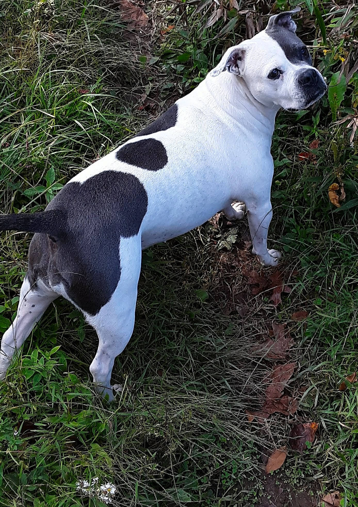 Dreamer joined the competition — help win amazing prizes! ancient_dog_breeds, canidae, carnivore, collar, companion_dog, dog, dog_breed, dog_collar, dog_supply, fawn, grass, non_sporting_group, pet_supply, plant, snout, sporting_group, tail, terrestrial_animal, working_animal