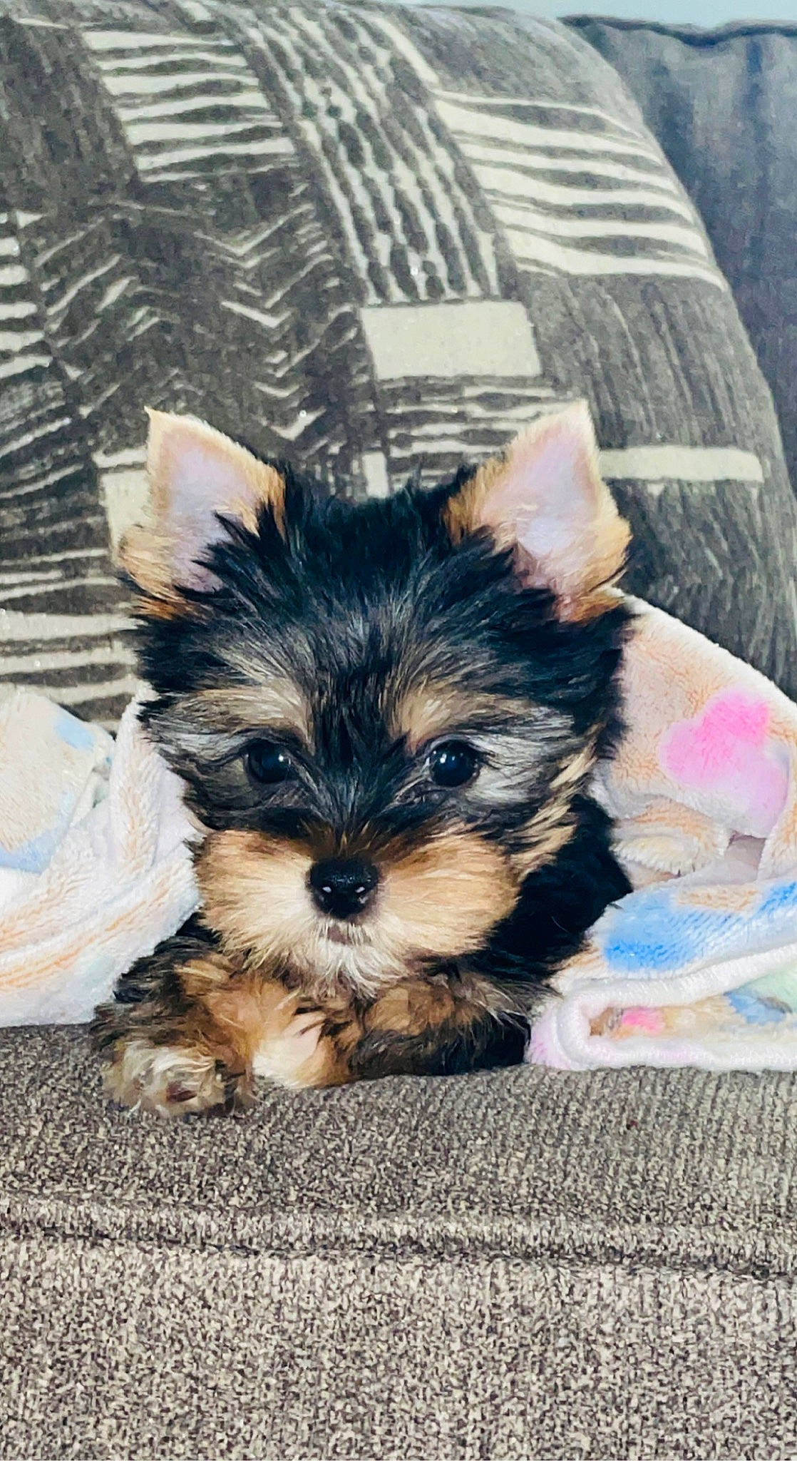 Brody is registered to the contest to win money with this photo: biewer_terrier, canidae, carnivore, companion_dog, dog, dog_breed, dog_supply, fur, maltepoo, puppy, small_terrier, snout, sporting_group, terrestrial_animal, terrier, toy_dog, whiskers, working_animal, yorkipoo, yorkshire_terrier