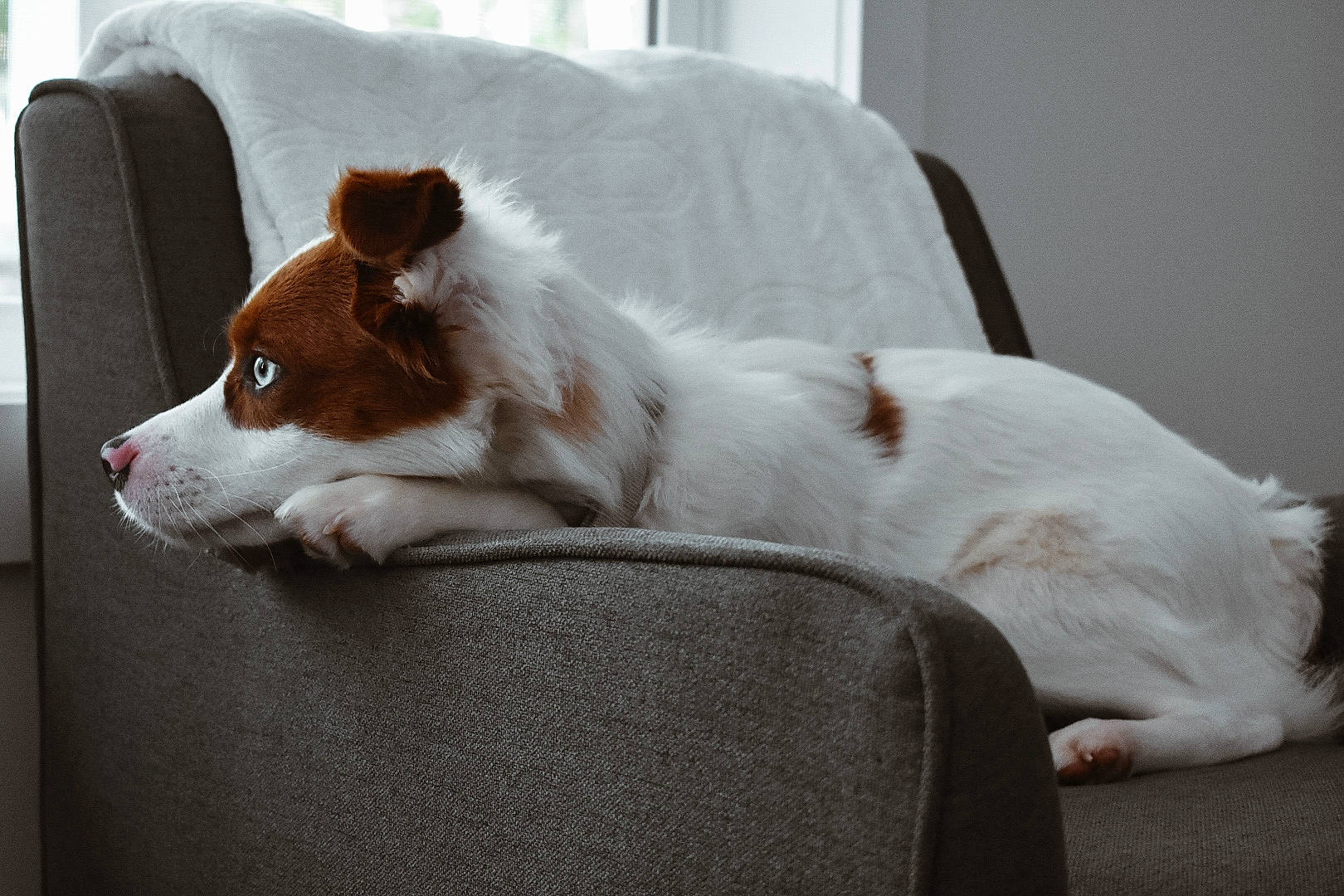 Lilah joined the competition — help win amazing prizes! canidae, carnivore, chair, comfort, companion_dog, couch, dog, dog_breed, door, fawn, felidae, flooring, fur, furniture, small_to_medium_sized_cats, snout, sporting_group, tail, whiskers, working_animal