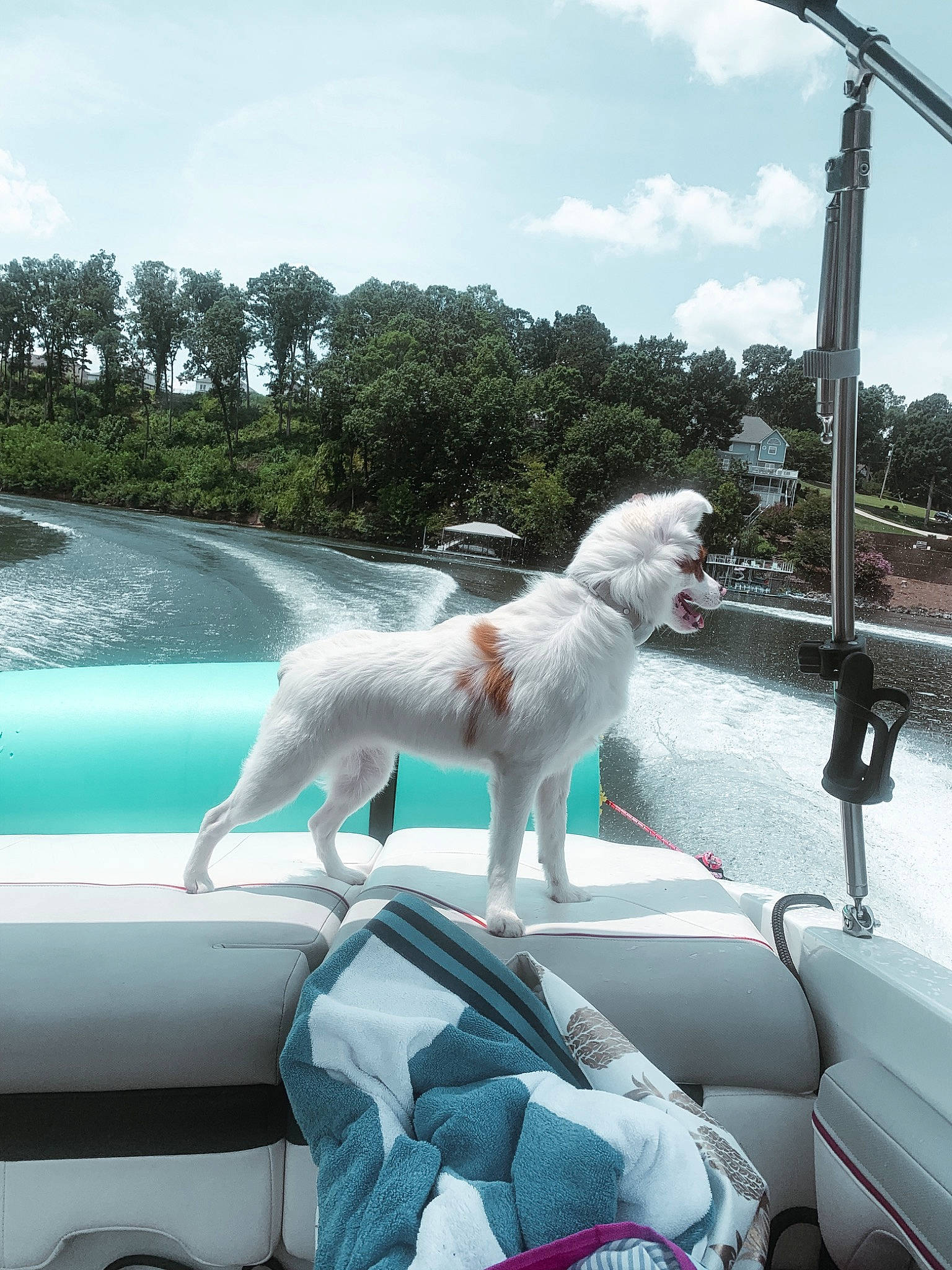 Lilah joined the competition — help win amazing prizes! canidae, car, carnivore, cloud, companion_dog, dog, dog_breed, fawn, hood, leisure, motor_vehicle, outdoor_furniture, sky, sporting_group, street_light, tail, tree, vehicle, vehicle_door, windshield