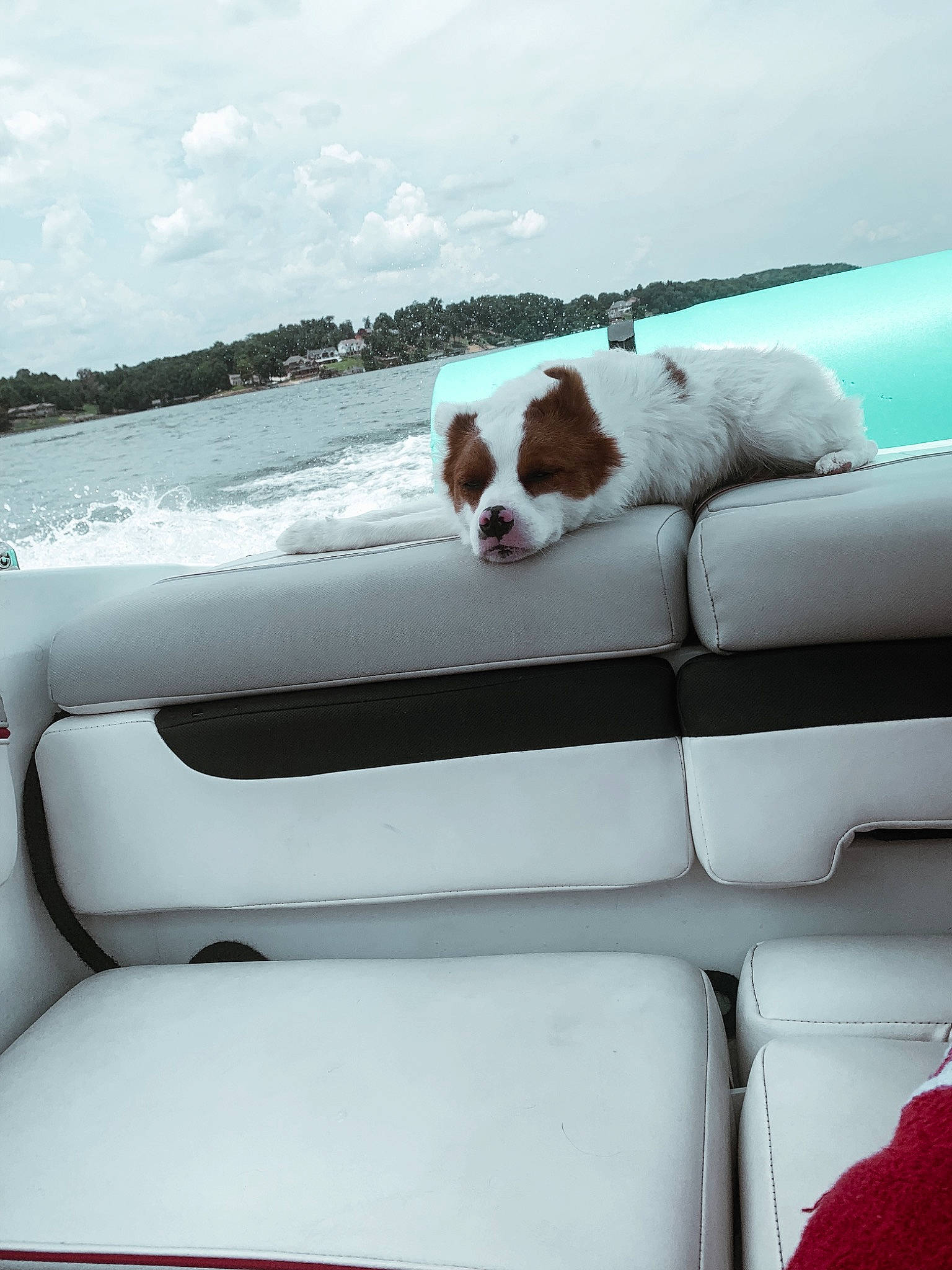 Lilah is registered to the contest to win money with this photo: automotive_exterior, blue, boat, carnivore, cloud, comfort, companion_dog, dog, dog_breed, leisure, mammal, naval_architecture, recreation, sky, vehicle, vertebrate, water, watercraft, windshield, working_animal