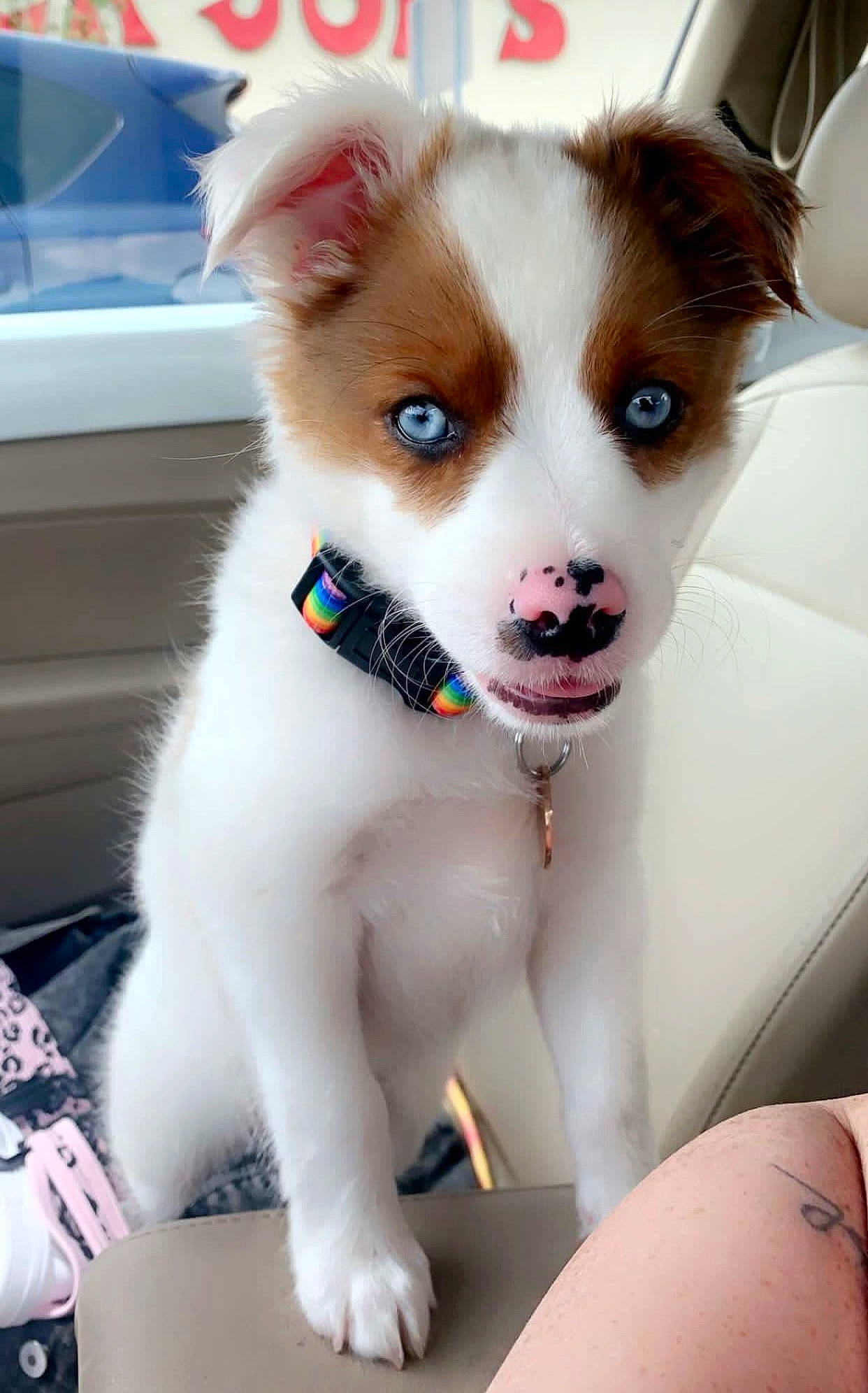 Lilah is registered to the contest to win money with this photo: ancient_dog_breeds, canidae, carnivore, collar, companion_dog, dog, dog_breed, dog_collar, dog_supply, eyelash, fawn, fur, non_sporting_group, paw, snout, sporting_group, toy_dog, whiskers, working_animal, working_dog