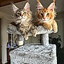 animal, cat, cat_tree, curious, cute, domestic, ears, fluffy, furry, household, indoor, kitten, maine_coon, mammal, pet, playing, portrait, resting, two_animals, whiskers