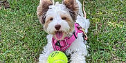 Vaya a rejoint le concours — aidez-le/la à gagner de superbes lots ! dog, small_dog, grass, tennis_ball, pink_harness, outdoor, pet, playing, happy, tongue_out, fur, cute, animal, leash, garden, sunlight, nature, canine, friendly, playful