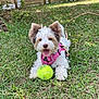 dog, small_dog, grass, tennis_ball, pink_harness, outdoor, pet, playing, happy, tongue_out, fur, cute, animal, leash, garden, sunlight, nature, canine, friendly, playful
