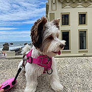 Vaya participe au concours pour gagner de l'argent avec cette photo : dog, white, brown, pink_harness, leash, outdoor, sky, cloudy, building, window, ocean, rocks, side_view, tongue_out, pet, walking, hand, concrete_surface, daytime, cute