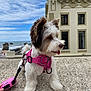 dog, white, brown, pink_harness, leash, outdoor, sky, cloudy, building, window, ocean, rocks, side_view, tongue_out, pet, walking, hand, concrete_surface, daytime, cute