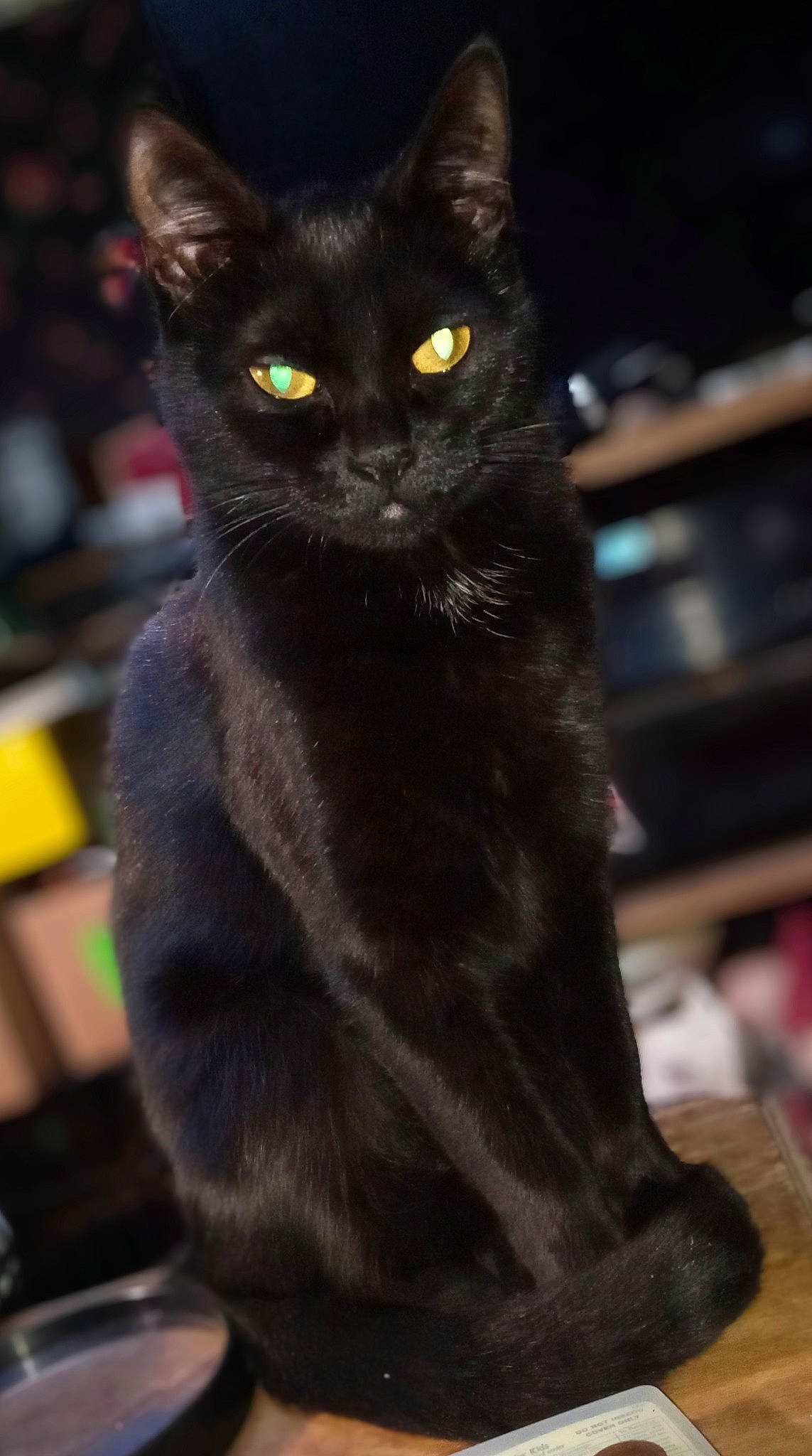 Boo Boo is registered to the contest to win money with this photo: black_cat, bombay, carnivore, cat, claw, domestic_short_haired_cat, felidae, fur, havana_brown, small_to_medium_sized_cats, snout, tail, terrestrial_animal, whiskers