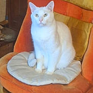 Gucci participe au concours pour gagner de l'argent avec cette photo : cat, white_cat, chair, cushion, orange_chair, furniture, indoor, pet, animal, looking, sitting, cozy, home, wooden_leg, round_cushion, pillow, domestic_cat, alert, quiet, calm