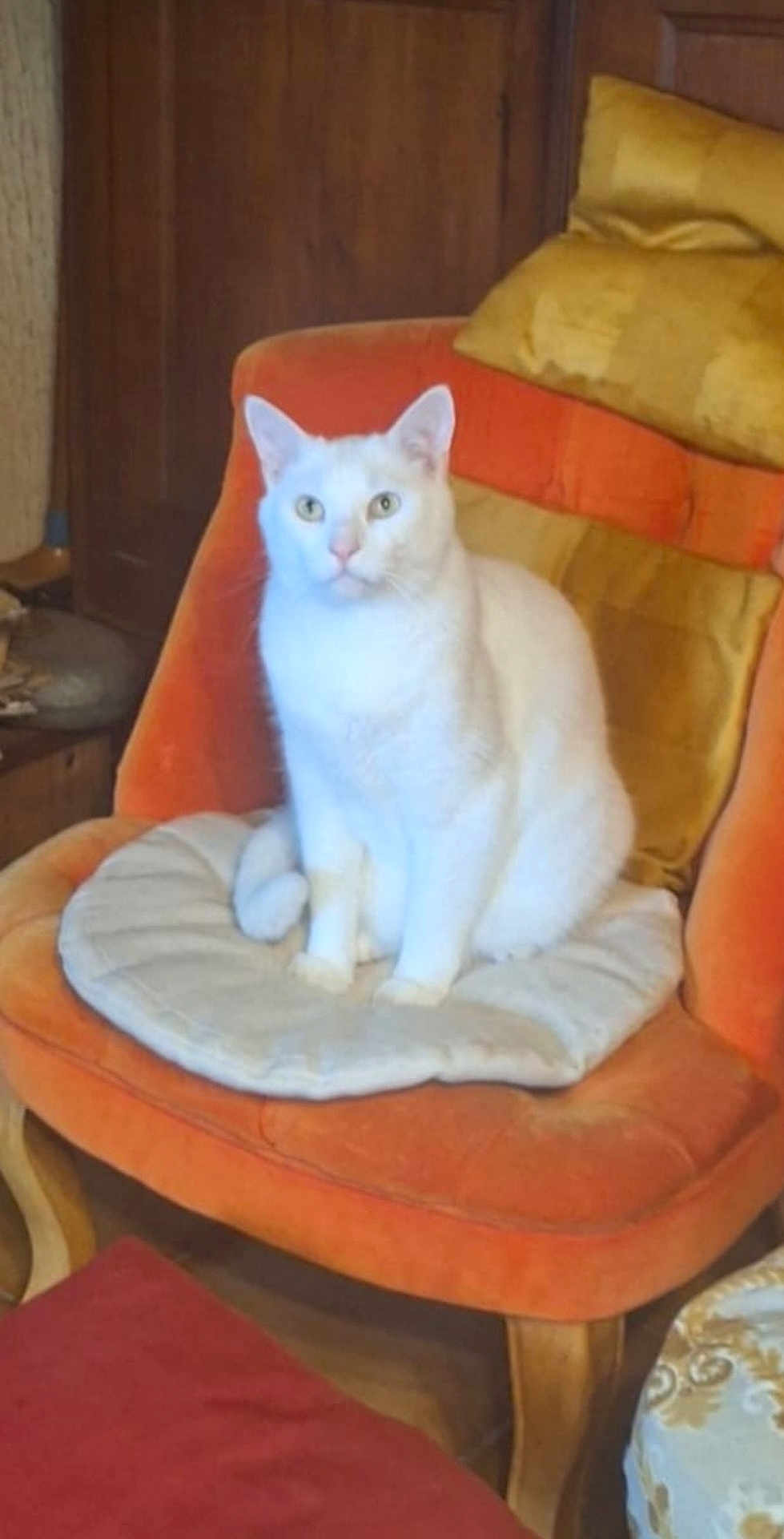 Gucci participe au concours pour gagner de l'argent avec cette photo : cat, white_cat, chair, cushion, orange_chair, furniture, indoor, pet, animal, looking, sitting, cozy, home, wooden_leg, round_cushion, pillow, domestic_cat, alert, quiet, calm