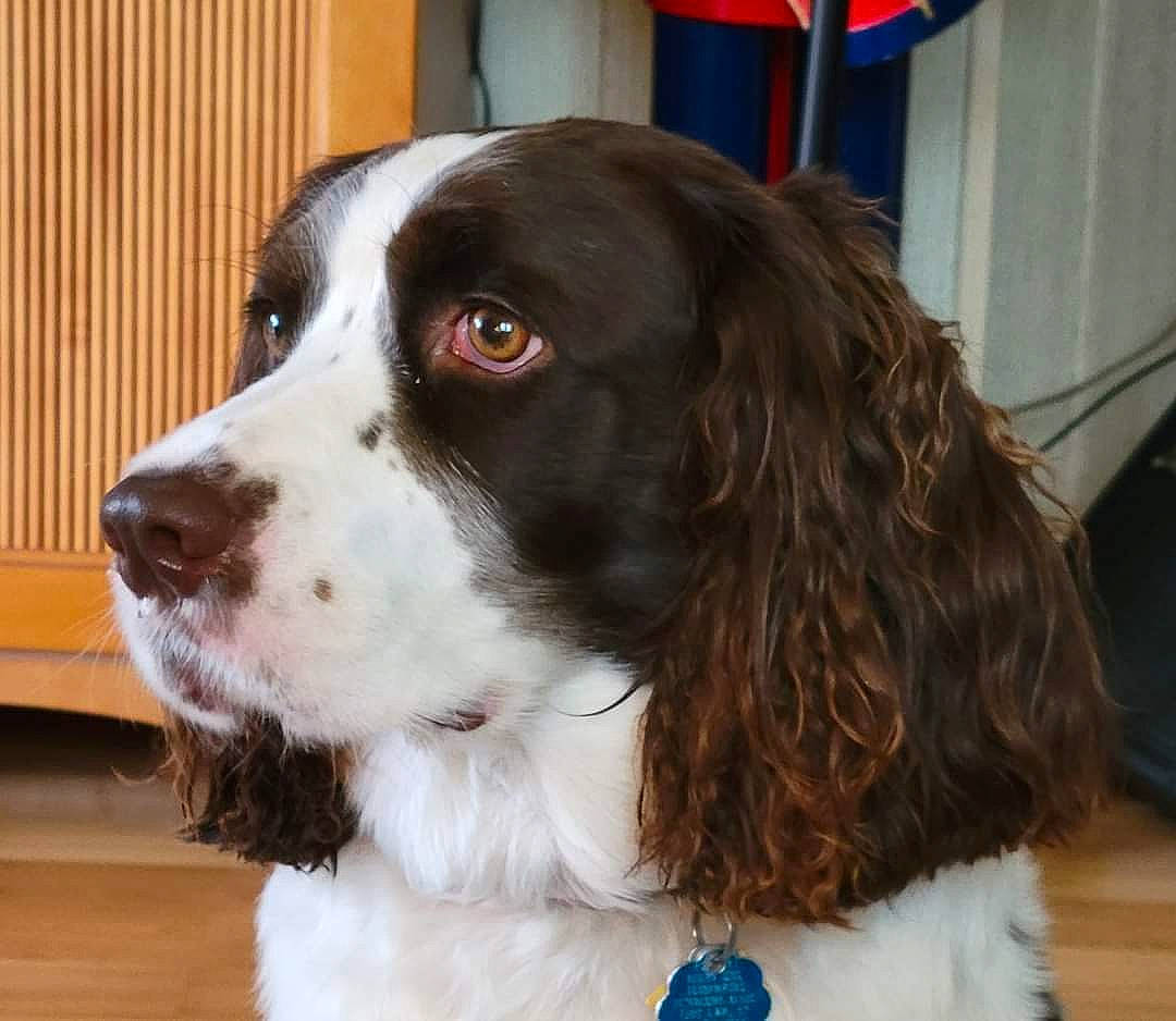 Bella joined the competition — help win amazing prizes! carnivore, cocker_spaniel, companion_dog, dog, dog_breed, dog_collar, fur, gun_dog, hunting_dog, liver, snout, spaniel, sporting_group, whiskers, working_animal, working_dog