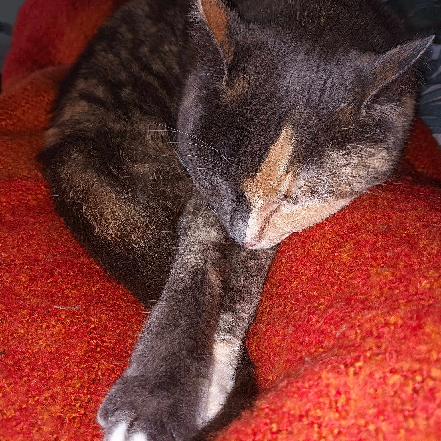 Minouchette