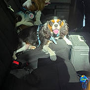 Finn Pickles Jett joined the competition — help win amazing prizes! dog, cavalier_king_charles_spaniel, car_interior, backseat, seat, window, greenery, sunlight, harness, pet, animal, happy, panting, leash, vehicle, black_seat, dog_toy, cute, domestic_animal, canine