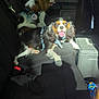 dog, cavalier_king_charles_spaniel, car_interior, backseat, seat, window, greenery, sunlight, harness, pet, animal, happy, panting, leash, vehicle, black_seat, dog_toy, cute, domestic_animal, canine