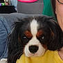 dog, puppy, cavalier_king_charles_spaniel, person, shoulder, yellow_shirt, glasses, indoor, couch, blanket, decor, wreath, face, fur, black, white, brown, resting, cozy, portrait
