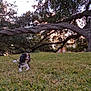 Finn Pickles Jett is registered to the contest to win money with this photo: dog, grass, tree, branch, person, leash, outdoor, park, sunset, nature, animal, canine, pet, green_shirt, shorts, building, sky, walking, leisure, evening