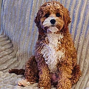 Sally joined the competition — help win amazing prizes! adorable, animal, blanket, brown_and_white, comfort, companion, cozy, curly_fur, cute, dog, fluffy, fur, home, indoor, looking_at_camera, pet, puppy, relaxed, sitting, small_dog