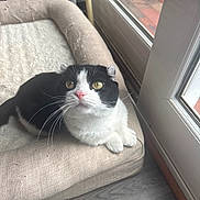 Cam joined the competition — help win amazing prizes! animal, black_and_white, cat, close_up, cozy, curious, domestic_cat, feline, floor, folded_ears, glass_door, indoor, looking_up, natural_light, pet_bed, pink_nose, relaxed, whiskers, window, wood_floor