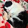 Cam is registered to the contest to win money with this photo: adorable, black_and_white, blanket, cat, closeup, cozy, cute, feline, fur, holiday, indoor, nap, pattern, paw, pet, relaxed, resting, sleeping, soft, whiskers