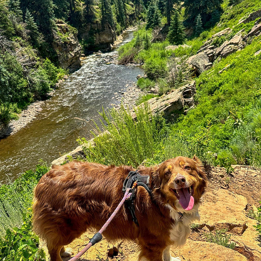 Ollie is registered to the contest to win money with this photo: animal, canine, conifer, dog, fir, grove, jungle, land, landscape, nature, outdoors, pet, plant, rock, soil, summer, tree, vegetation, wilderness, woodland