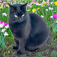 Samantha is registered to the contest to win money with this photo: animal, black_cat, cat, close_up, colorful_flowers, feline, flower_garden, fur, green_grass, majestic, mystical, nature, outdoor, peaceful, pet, plant_life, sitting, spring, whiskers, yellow_eyes