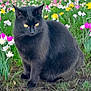 animal, black_cat, cat, close_up, colorful_flowers, feline, flower_garden, fur, green_grass, majestic, mystical, nature, outdoor, peaceful, pet, plant_life, sitting, spring, whiskers, yellow_eyes