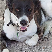 Shyva participe au concours pour gagner de l'argent avec cette photo : dog, brown, white, collar, tag, happy, lying_down, outdoor, gravel, pet, canine, fur, ears, tail, animal, closeup, face, mouth_open, paw, friendly