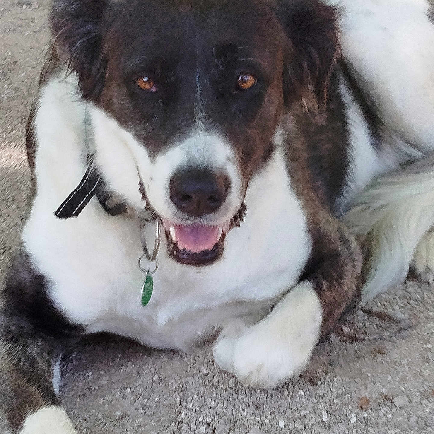 Shyva participe au concours pour gagner de l'argent avec cette photo : animal, brown, canine, closeup, collar, dog, ears, face, friendly, fur, gravel, happy, lying_down, mouth_open, outdoor, paw, pet, tag, tail, white