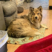 Padma is registered to the contest to win money with this photo: animal_print, blanket, carpet, chair, couch, cozy, dog, fur, heterochromia, home, indoor, kitchen, laying_down, living_space, pet, red_blanket, refrigerator, relaxed, table, wooden_floor